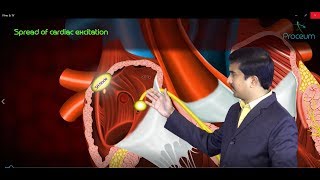 Action potential of cardiac muscle and SA Node  Usmle step 1 CVS Physiology [upl. by Narik]