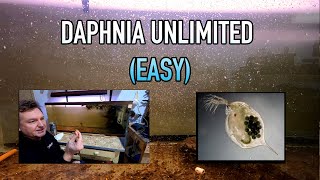 How I Raise Daphnia Water Fleas And You Can Too [upl. by Lavine]