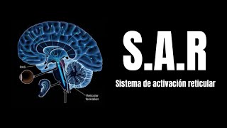 Neuroanatomía ¿Qué es el Sistema activador reticular ascendente SARA EXPLICACIÓN [upl. by Ermine776]