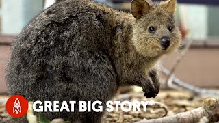 How Quokka Selfies Helped Protect This Adorable Animal [upl. by Yila]