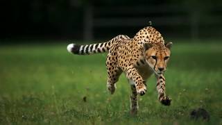 Cheetah Running In Slow Motion [upl. by Oiraved]