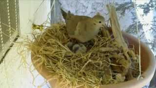 Mourning Dove Nest Cam Part 3 [upl. by Yentrac693]