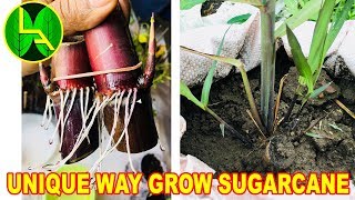 how to grow sugarcane at home  Unique way [upl. by Aja]