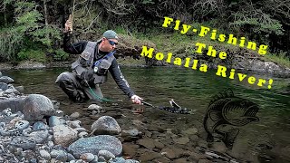 Fly Fishing Oregons Molalla River Catch amp Release LOTS of Trout [upl. by Judi]