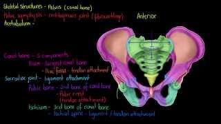 Skeletal Structures The Pelvis [upl. by Mahau584]