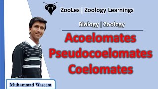 Acoelomates Pseudocoelomates and Coelomates  ZooLea  Lesson 13  Biology Zoology [upl. by Adi184]