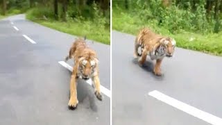 Tiger Attacks Motorbike [upl. by Eikcim]