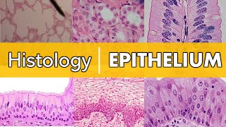 Histology  Epithelium [upl. by Maag699]