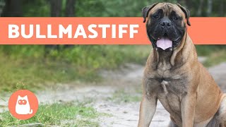 BULLMASTIFF  ALL About This Big Breed [upl. by Sorcim]