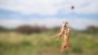 Caracal jump [upl. by Berta]