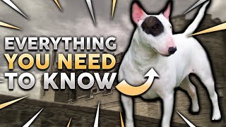 BULL TERRIER 101 Everything You Need To Know About Owning a Bull Terrier Puppy [upl. by Metsky]