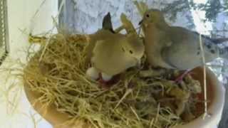 Mourning Dove Nest Cam Part 2 [upl. by Itsud919]