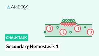 Secondary Hemostasis  Part 1 Coagulation Cascade [upl. by Dollar356]