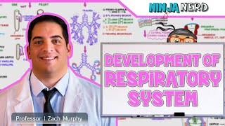 Embryology  Development of the Respiratory System [upl. by Hcurab]