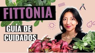 Cómo cuidar la FITTONIA  Guía COMPLETA de CUIDADOS plantas abrecaminos o FITONIAS  Neea Flora [upl. by Oinafipe233]