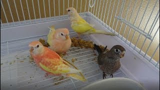 Bird Focus  Bourkes Parakeet  Diet Breeding and Colours [upl. by Ynafetse]