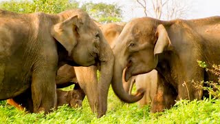 The Cutest Elephant Moments  Top 5  BBC Earth [upl. by Gray992]