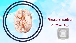 Neuroanatomie  Vascularisation du Cerveau [upl. by Aneetak]