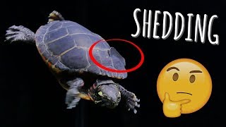 Turtle Shell Peeling What to do during shedding  Turtle 101 [upl. by Ledairam619]