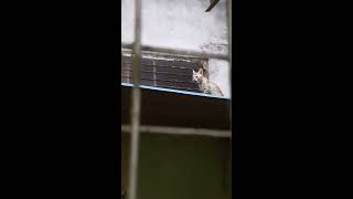 Fatal Fall Kitten hurt badly Mother cat struggling to rescueShowing uncondtional Love [upl. by Navlys]