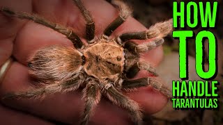 Top 10 Tarantulas To Handle How To Hold a Spider [upl. by Frances755]