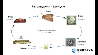 Fall Armyworm Update  Australia [upl. by Satsoc]