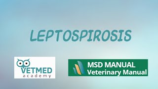 Leptospirosis [upl. by Torrance]