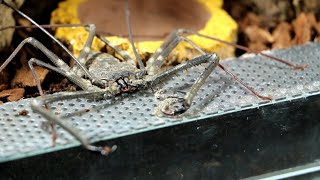 Setting up The Tailless Whip Scorpion Enclosure  A Guide [upl. by Teryl83]