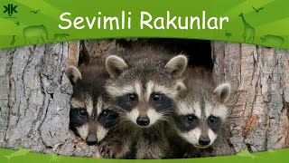 Sevimli rakunlar Çocuk Belgeseli 😍🦝 [upl. by Dalohcin144]