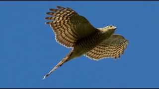 Sparrowhawk Bird Call Bird Song [upl. by Corena]