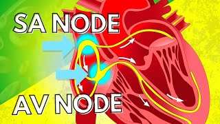 The Pacemaker Potential of the SA Node and the AV Node [upl. by Laerol]