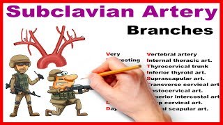 Subclavian Artery Branches  Mnemonic Series 14 [upl. by Nerrol]