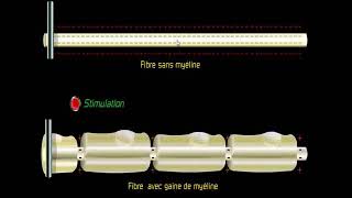 Importance de la gaine de myéline [upl. by Dunkin]