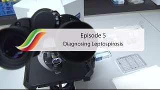 Diagnosing Leptospirosis  Episode 5  Massey University [upl. by Leighton]