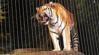 Siberian Tiger Roars at Lincoln Park Zoo [upl. by Wiskind]