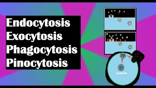 Endocytosis exocytosis phagocytosis and pinocytosis explained [upl. by Aeikan]