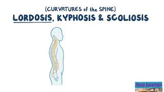 Curvatures of the Spine Lordosis Kyphosis amp Scoliosis [upl. by Adnamahs564]