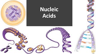 Nucleic Acids [upl. by Haneehs15]