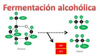 Bioquímica  Fermentación alcohólica [upl. by Shreve]