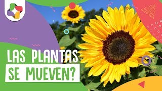 ¿La Plantas se Mueven  Educatina [upl. by Adnilrem]