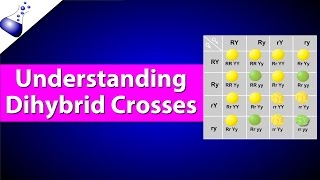 Dihybrid Genetic Cross [upl. by Cirillo]