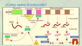 ABSORCIÓN Y METABOLISMO DEL NITRÓGENO EN PLANTAS [upl. by Ecnaret]