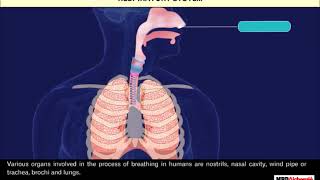 Respiration in Organisms  Class 7 [upl. by Eimmis227]