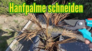 Hanfpalme schneiden nach dem Winter Muss eine Hanfpalme geschnitten werden [upl. by Aneelak]