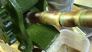 Juicing My HomeGrown Sugar Cane By Hand [upl. by Wentworth697]