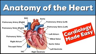 Anatomy of the Heart Structures and Blood Flow Cardiology Made Easy [upl. by Erej]