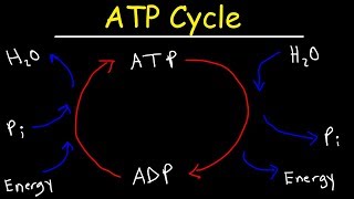 ATP Cycle [upl. by Marwin]