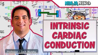 Cardiovascular  Electrophysiology  Intrinsic Cardiac Conduction System [upl. by Llemrej283]