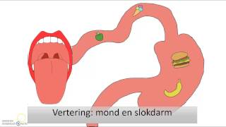 Medical Procedures  Stent Placement [upl. by Gombach]