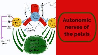 Autonomic Nerves of the Pelvis [upl. by Ailehs]